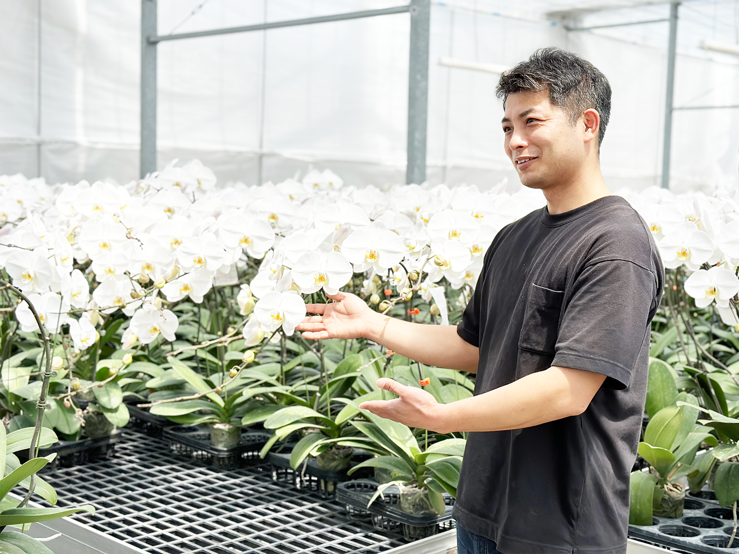 胡蝶蘭専門店らんや