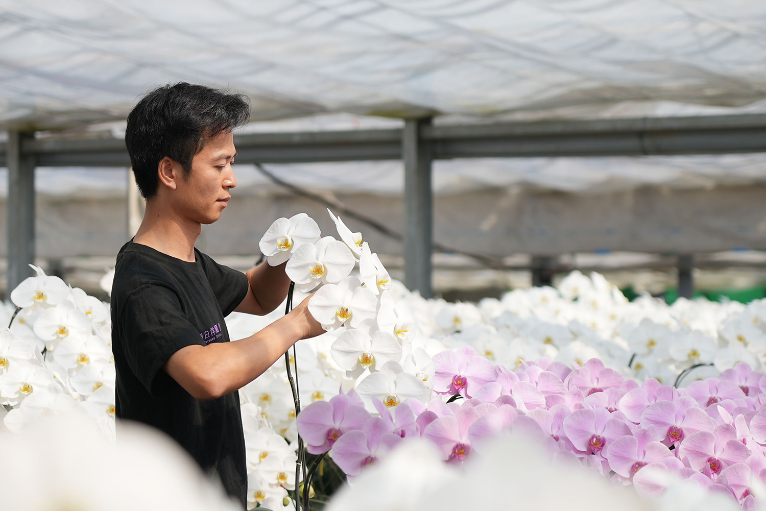 胡蝶蘭専門店らんや