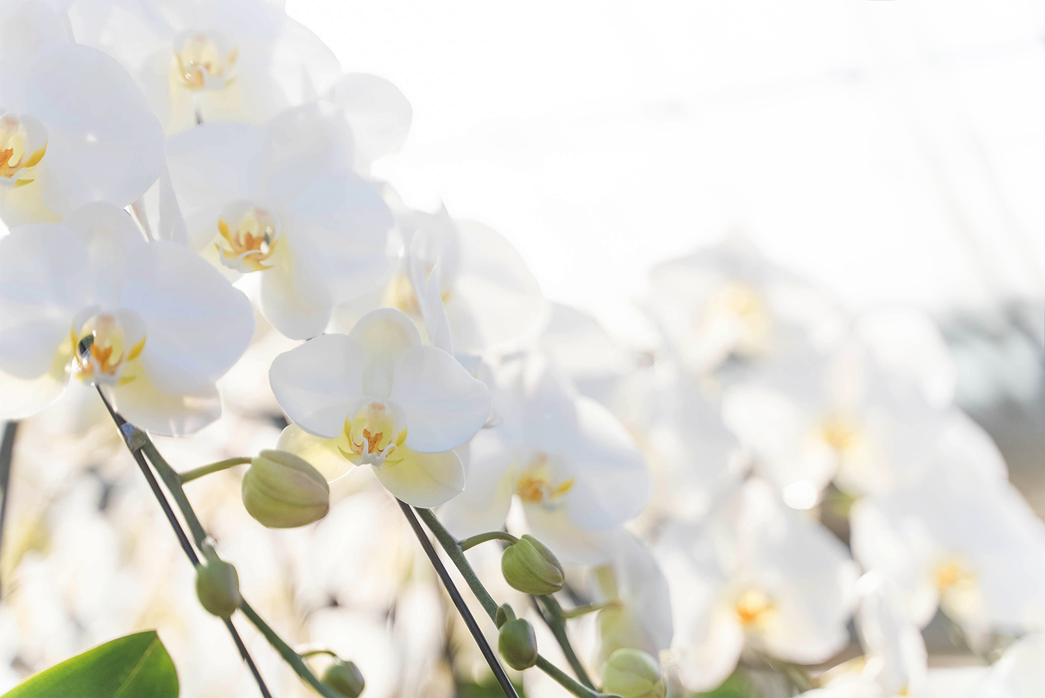 胡蝶蘭専門店らんや様の胡蝶蘭